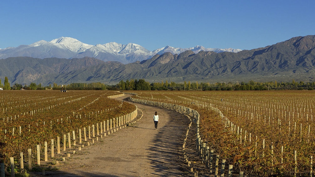 Gobierno y privados avanzan en una agenda de turismo del vino para cuando retorne la actividad Gobierno y privados avanzan en una agenda de turismo del vino para cuando retorne la actividad