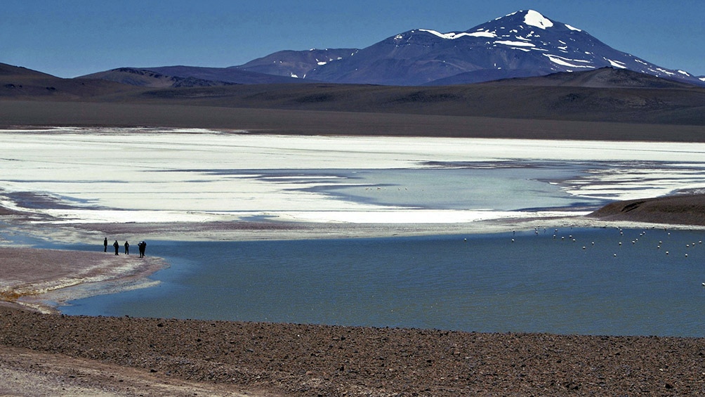 La Laguna Brava alberga aves migratorias y fauna de altura, como vicuñas y zorros andinos La Laguna Brava alberga aves migratorias y fauna de altura, como vicuñas y zorros andinos