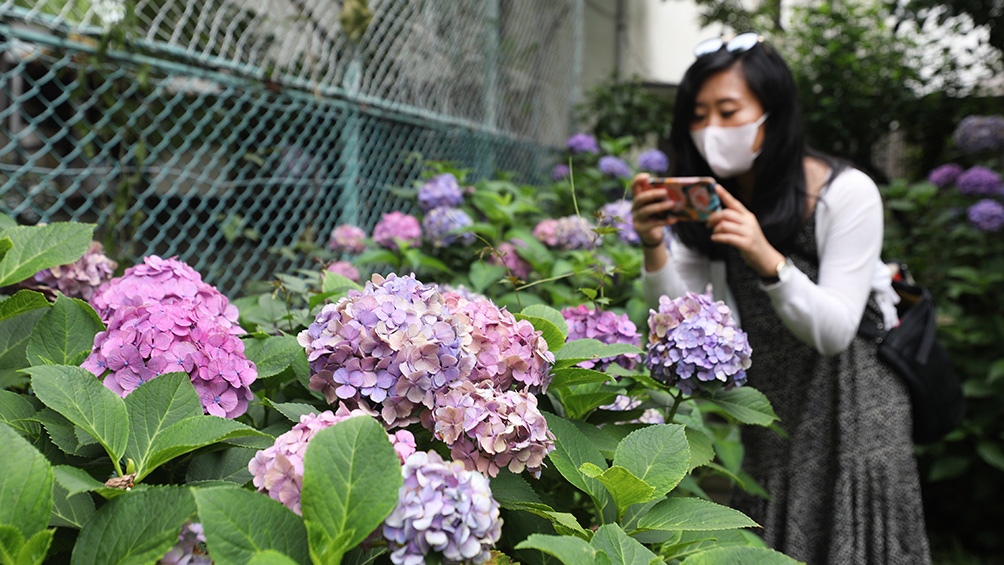 Japón ha registrado más de 35.400 casos y 1.020 muertes por coronavirus Japón ha registrado más de 35.400 casos y 1.020 muertes por coronavirus