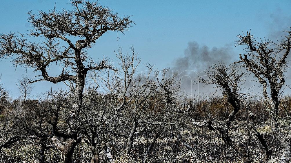 La localidad bonaerense de Berazategui sumó un foco activo de fuego, por lo que son cinco las provincias que continúan afectadas. La localidad bonaerense de Berazategui sumó un foco activo de fuego, por lo que son cinco las provincias que continúan afectadas.