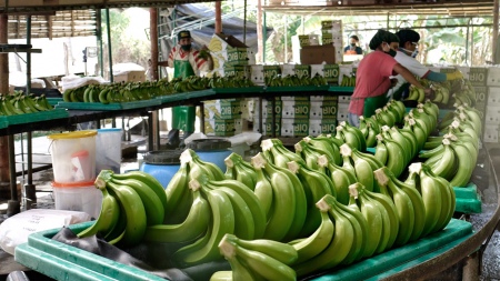 Rusia prohibió importar bananas de Ecuador en respuesta al posible envío de armas para Ucrania